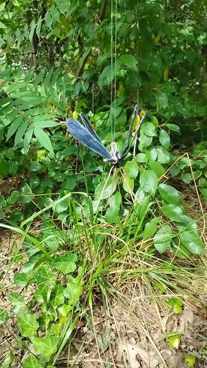 ガラスの目が付いた虹彩色の黒いイトトンボ/トンボのオーナメント