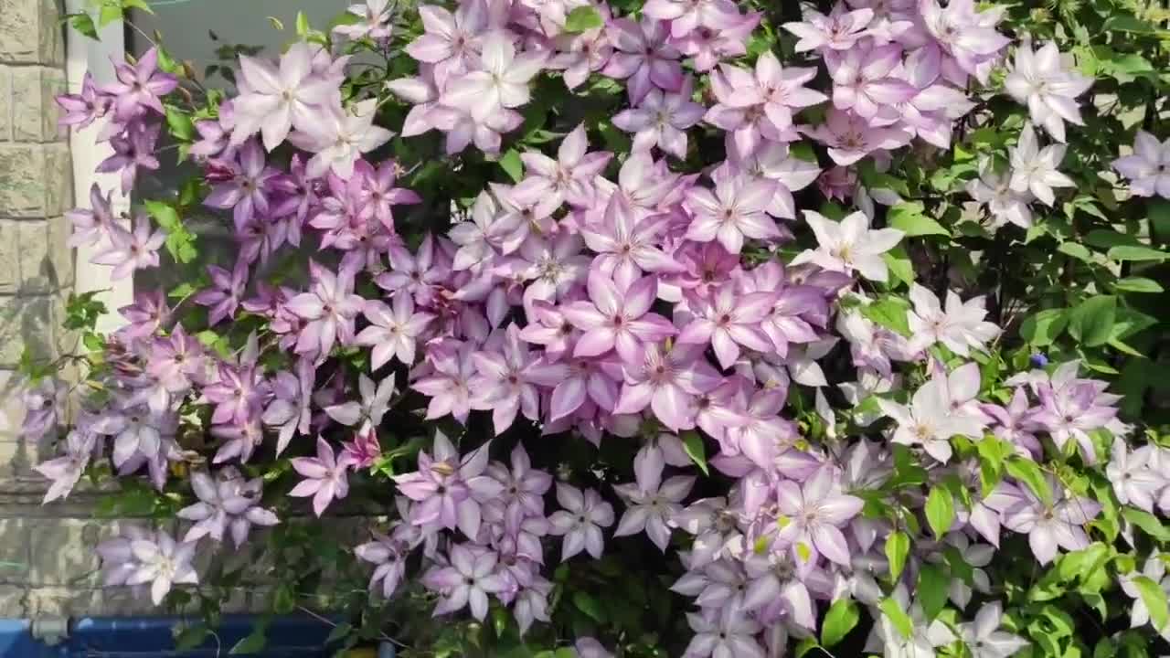 clematis出品 Clematis 【utopia｜ユートピア】-9p Liveplant| Popular