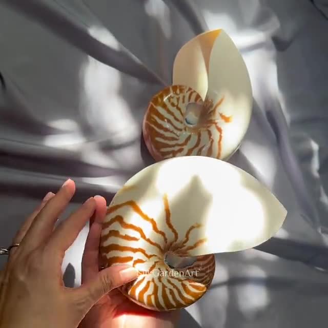 67.2 Chambered Nautilus Conch Shell, Tiger Chambered, Beautiful Giant Seashell for Home Decor, Display Shell, Seashell Adornment - Etsy 67.2 Chambered Nautilus Conch Shell, Tiger Chambered, Beautiful Giant Seashell for Home Decor, Display Shell, Seashell Adornment - Etsy