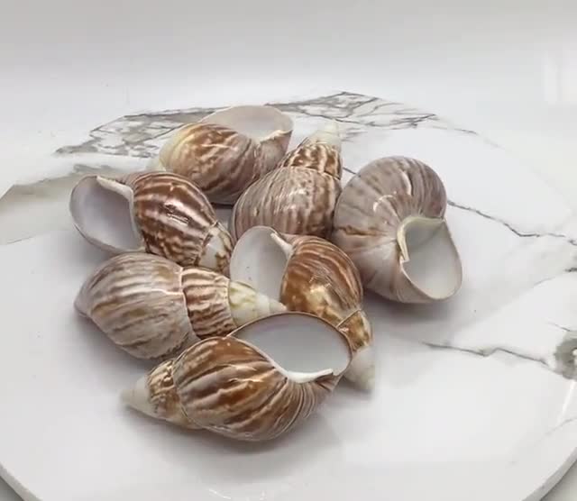 One Japanese Land Snail I Snail Shell | Japanese Seashell I 2 to 3