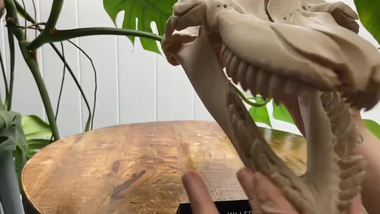 シャチの頭蓋骨レプリカ – シャチの頭蓋骨を3Dプリントした海洋生物学