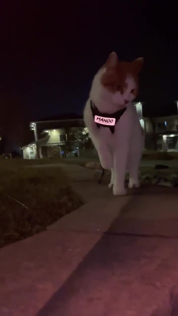 Custom Faux Leather Name Patch for Dog Cat Harness, Collar, Backpack video poster