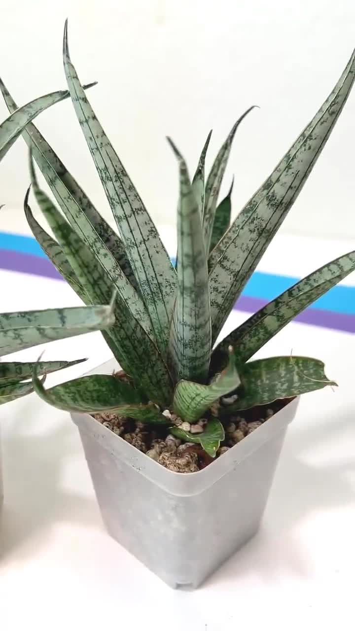 Sansevieria Sweet Celery (AC62) | Rare Snake Plant - Etsy