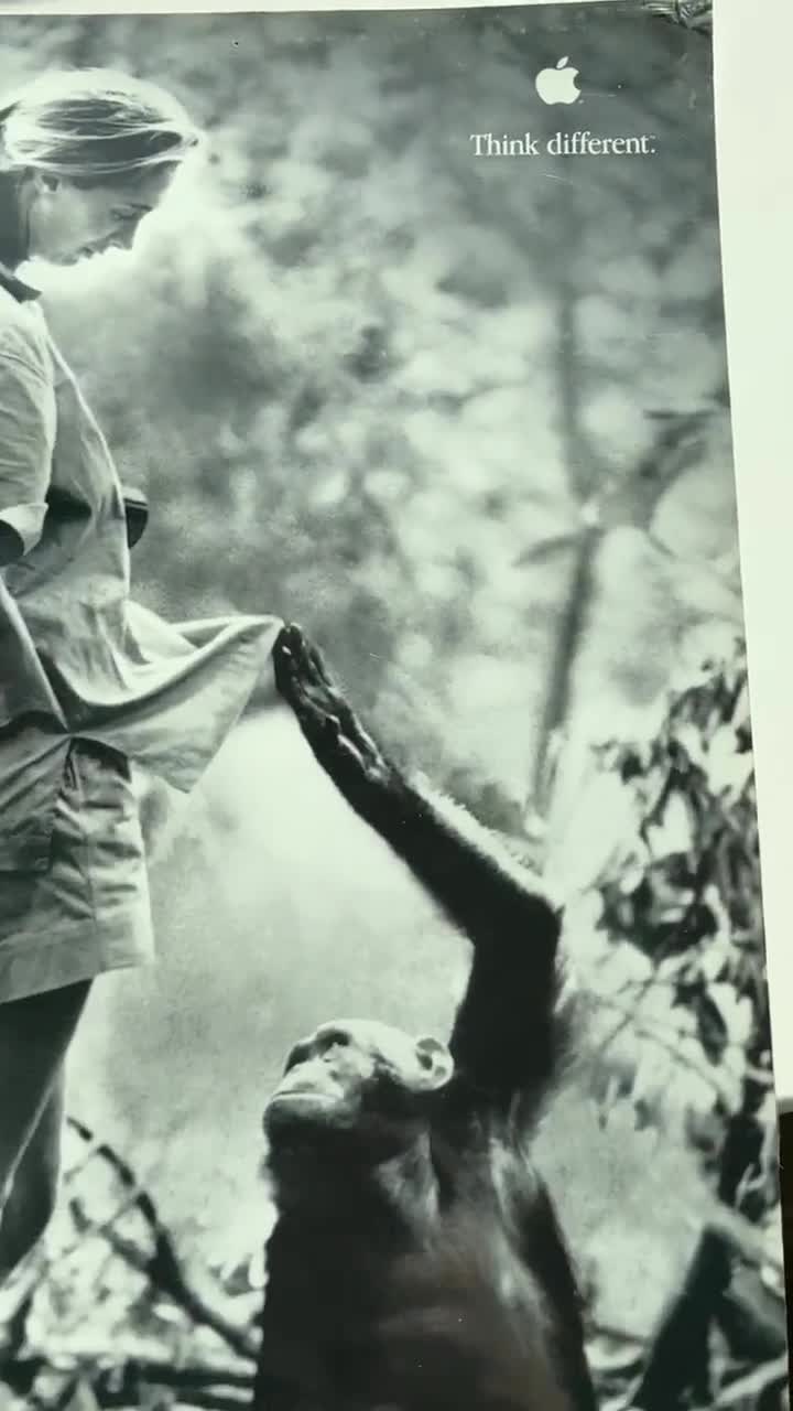 Scarce 1998 Original Apple Poster - Jane Goodall “think Different