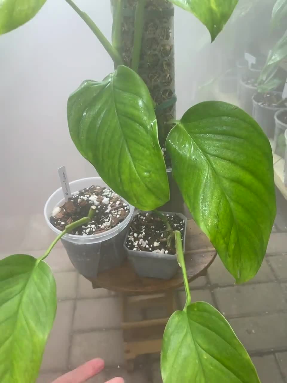 philodendron giganteum variegata Philodendron Giganteum Marble Blizzard Variegated main image 1