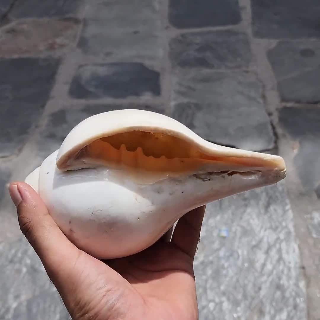 Rare 5-line Shankha Conch Shell: Sacred Spiritual Cleansing Decor