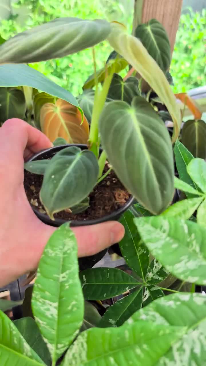 climbing philodendron houseplants Philodendron Cordatum - Low Light Air-purifying Houseplant