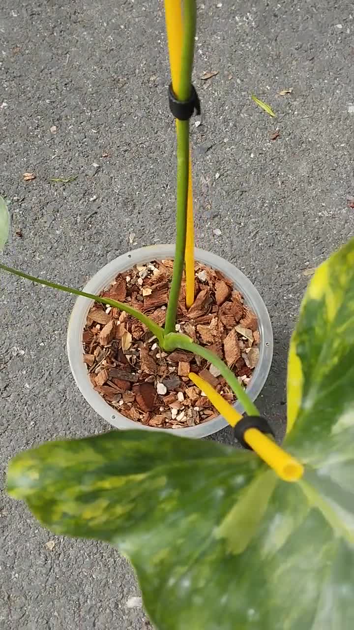 Philodendron Williamsii Variegated - Etsy