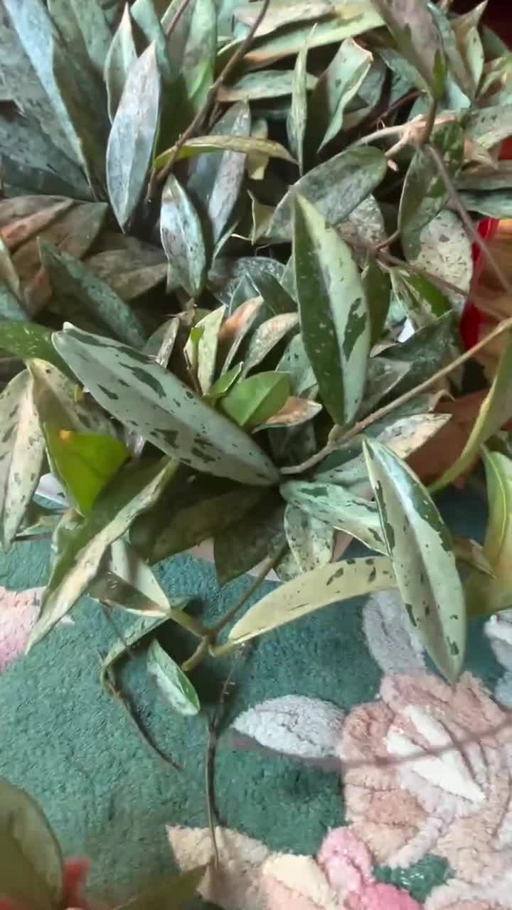 Hoya Wilbur Graves (China) UNROOTED Cutting - Etsy 日本