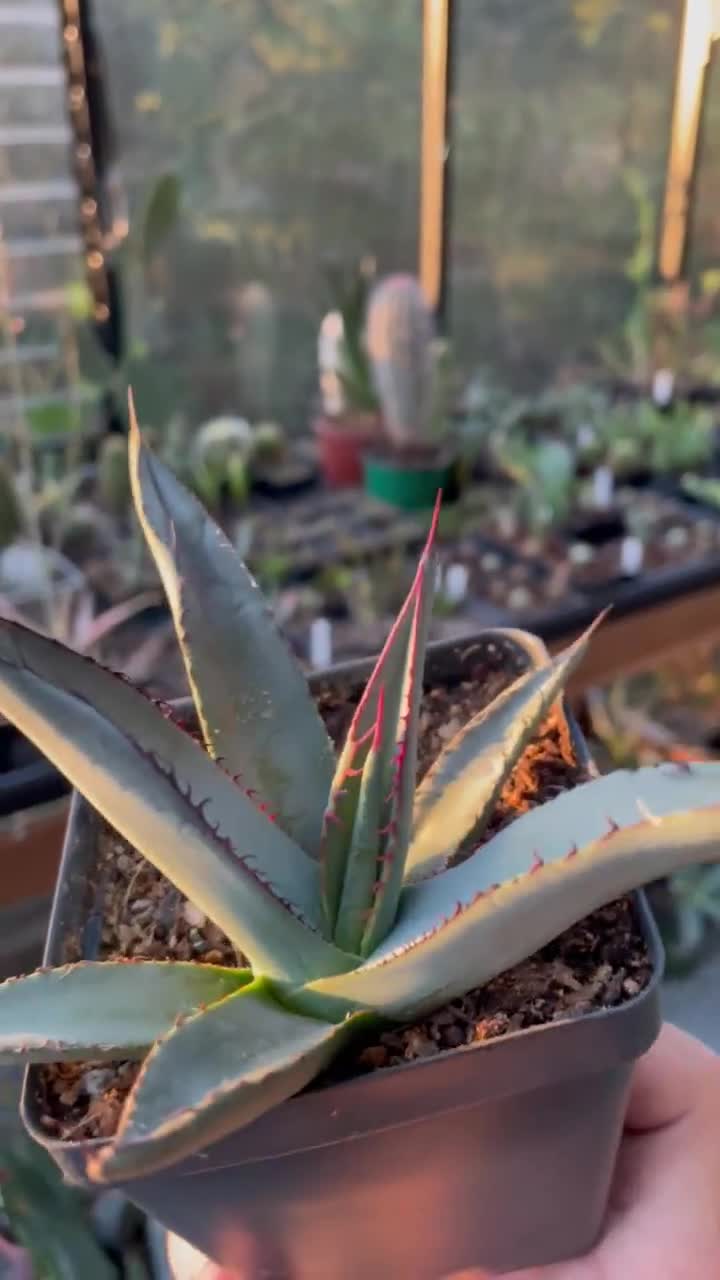 Agave shark skin × salmiana v. ferox　2株 Agave shark skin × salmiana v. ferox 2株 アガベ