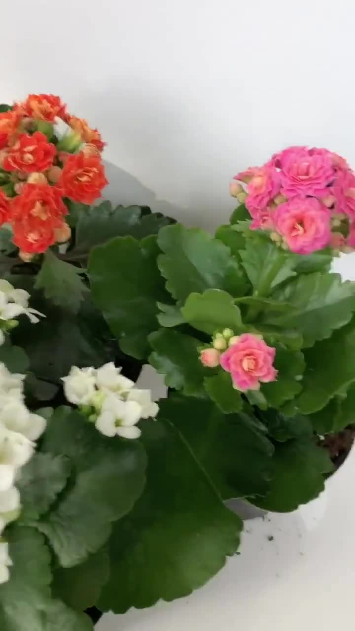 POWERS TO FLOWERS - KALANCHOE CALANDIVA GIALLA, 3 PIANTE VASO CERAMICA BIANCO SFERICO, Vaso 12cm, piante vere - Powers to flowers - piante e fiori