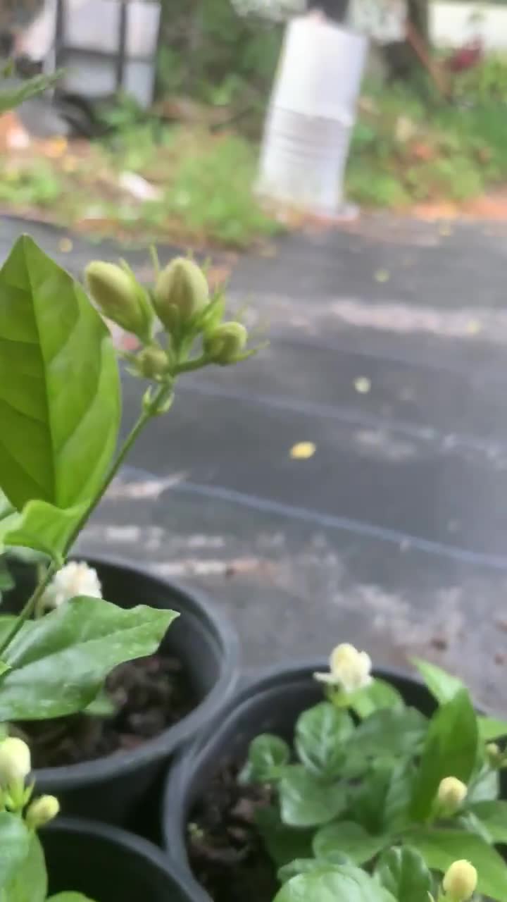 Arabian Jasmine Live Plant: Dontara Malli Double Flower (4" Pot) video poster
