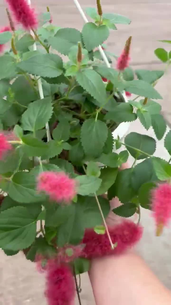 rattan hanging basket planter Hanging Water Hyacinth Planter  NAVA