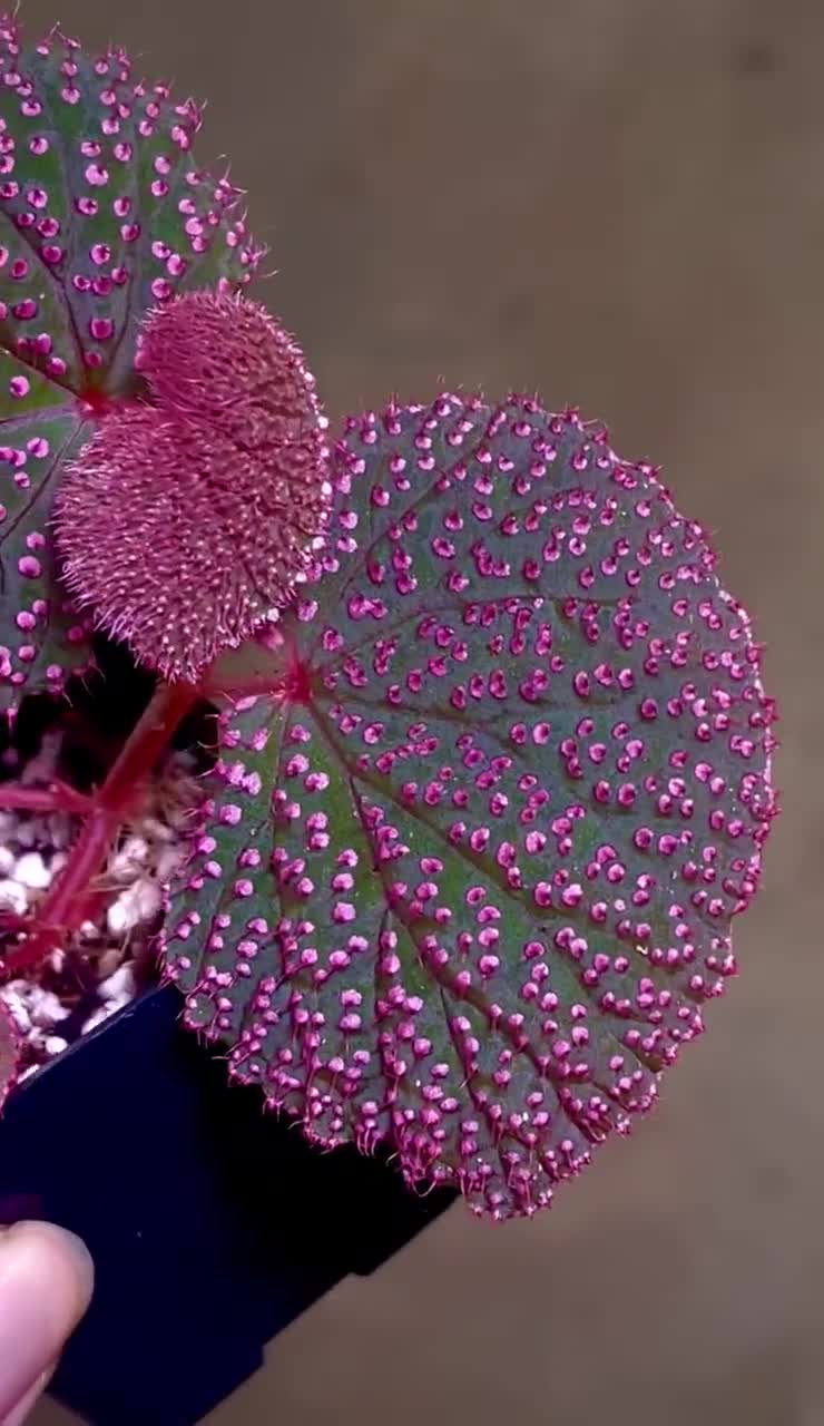 PROPAGATE TO ORDER Begonia Botanicaz 7 'pink Urchin' - Etsy