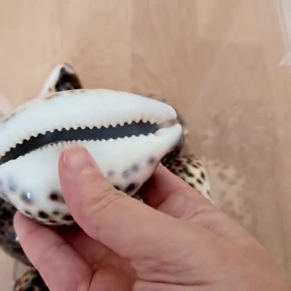 Tiger Cowrie Shells 5-8 cms – Dorset Gifts