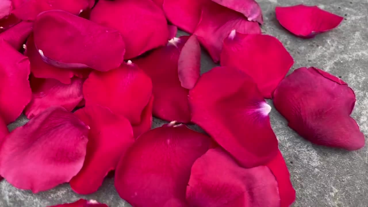 RED ROSE PETALS – HornerNovelty