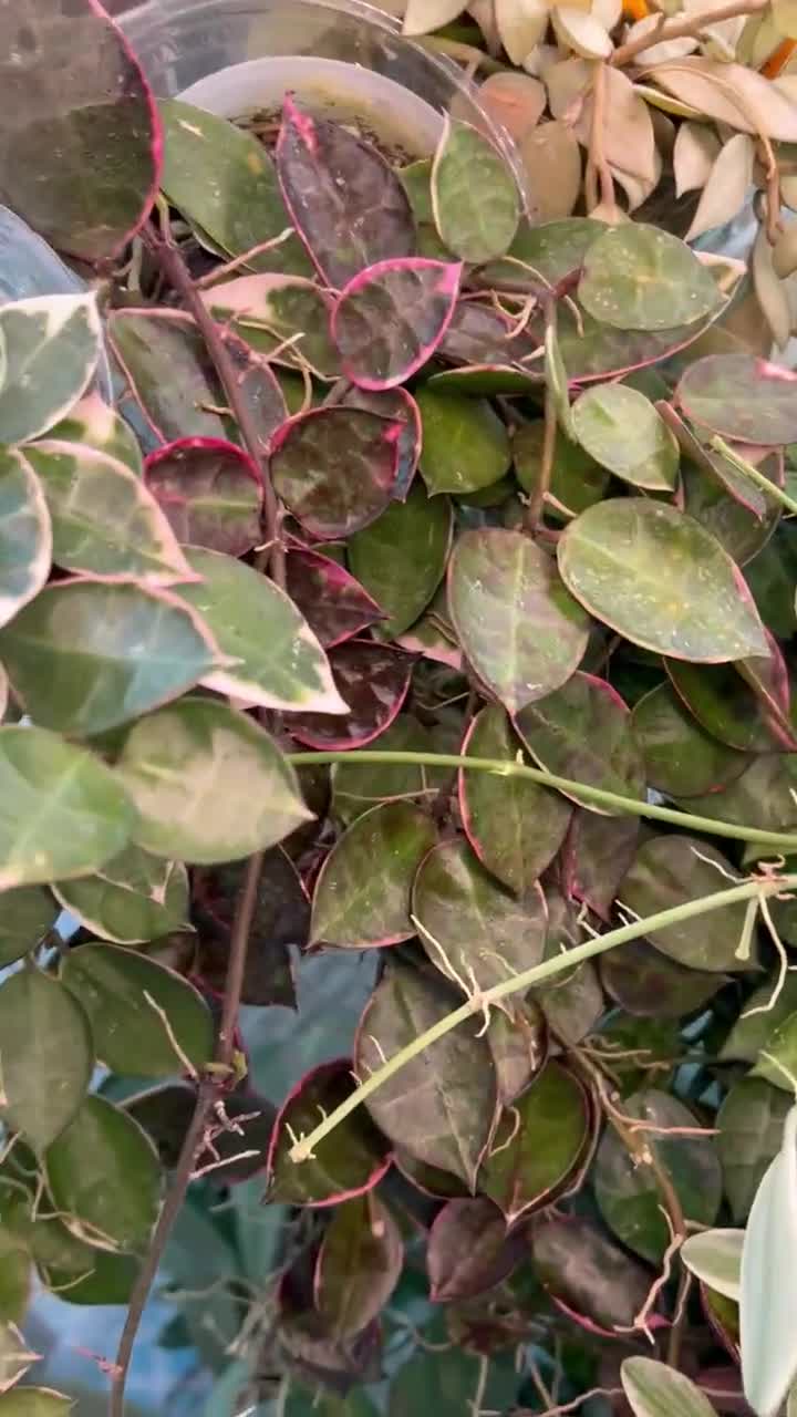 Hoya Lacunosa Asami (clone 2) UNROOTED Cuttings - Etsy