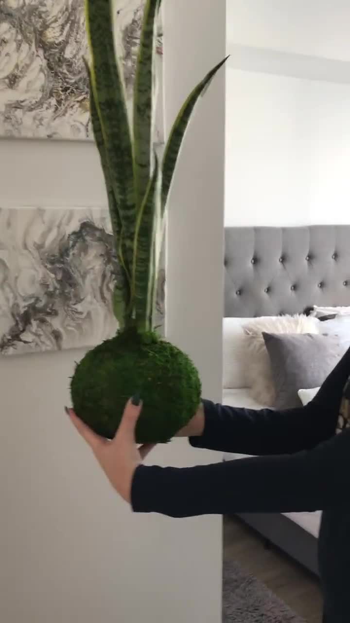 Handcrafted Sansevieria Snake Plant Kokedama - Mother-in-law's