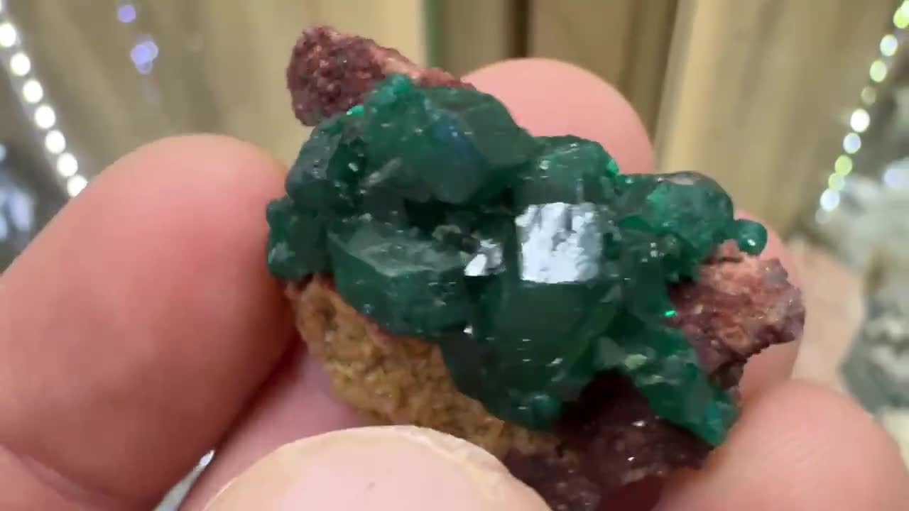 コンゴ共和国ミンドゥリ県ミンドゥリ郡プール部サンダヒルズ産の