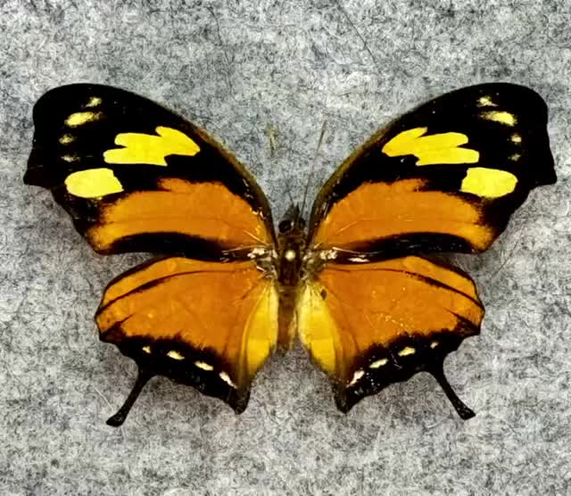 マーメイドテール(Black butterfly) マーメイドテール(Black butterfly)