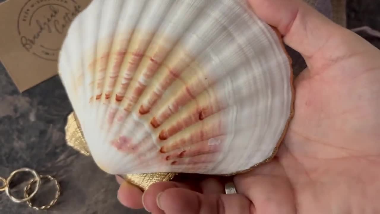 ゴールドホタテ貝の小物入れ - 標準サイズまたはXLサイズ | 天然素材と
