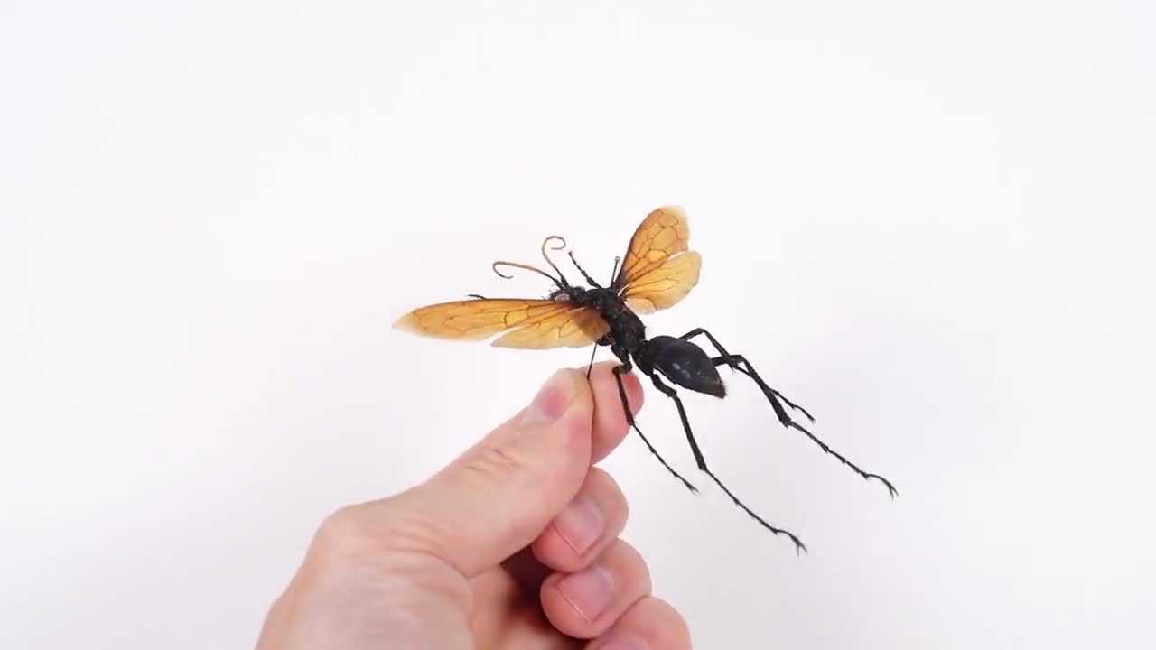 Pepsis Heros Peru (PE) - Spectacular Tarantula Hawk Wasp for