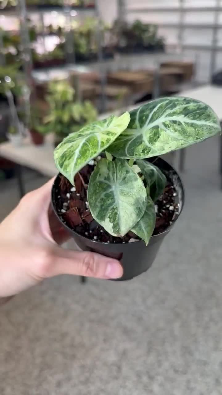 『SALE』Alocasia Ninja Tricolor (TC) 【8-16 Alocasia Ninja Tricolor Variegated 4