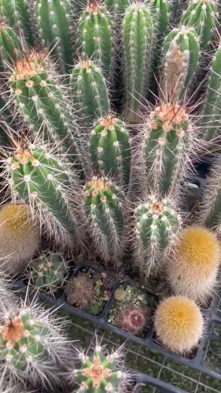 Cactud Neoraimondia Herzogiana Cactus, Baseball Bat Cactus, Live