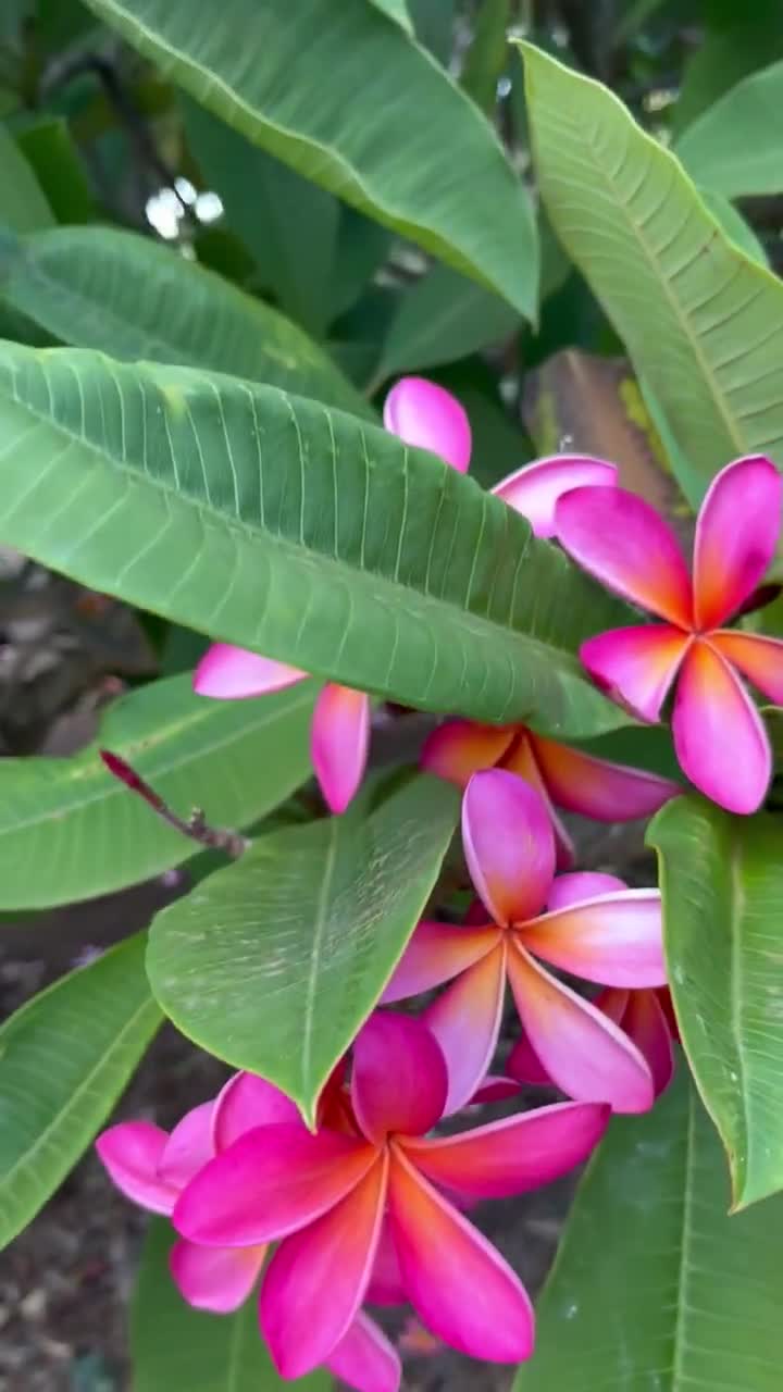 プルメリア Kaneohe Sunburst Hawaii産 当園産】プルメリア Kaneohe Sunburst 5号pot 発根苗 | MOANI