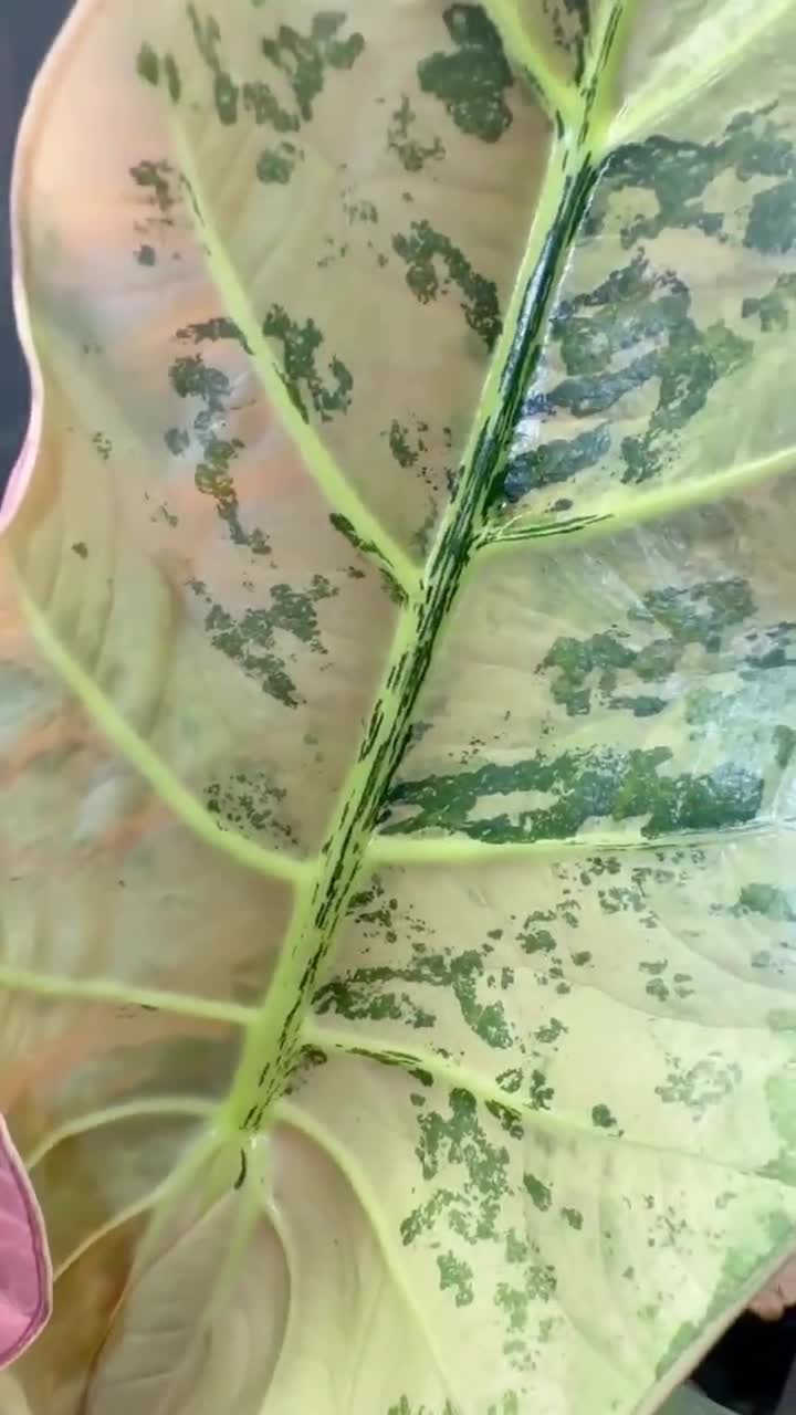 Alocasia sintang Aurea solo cormo video poster