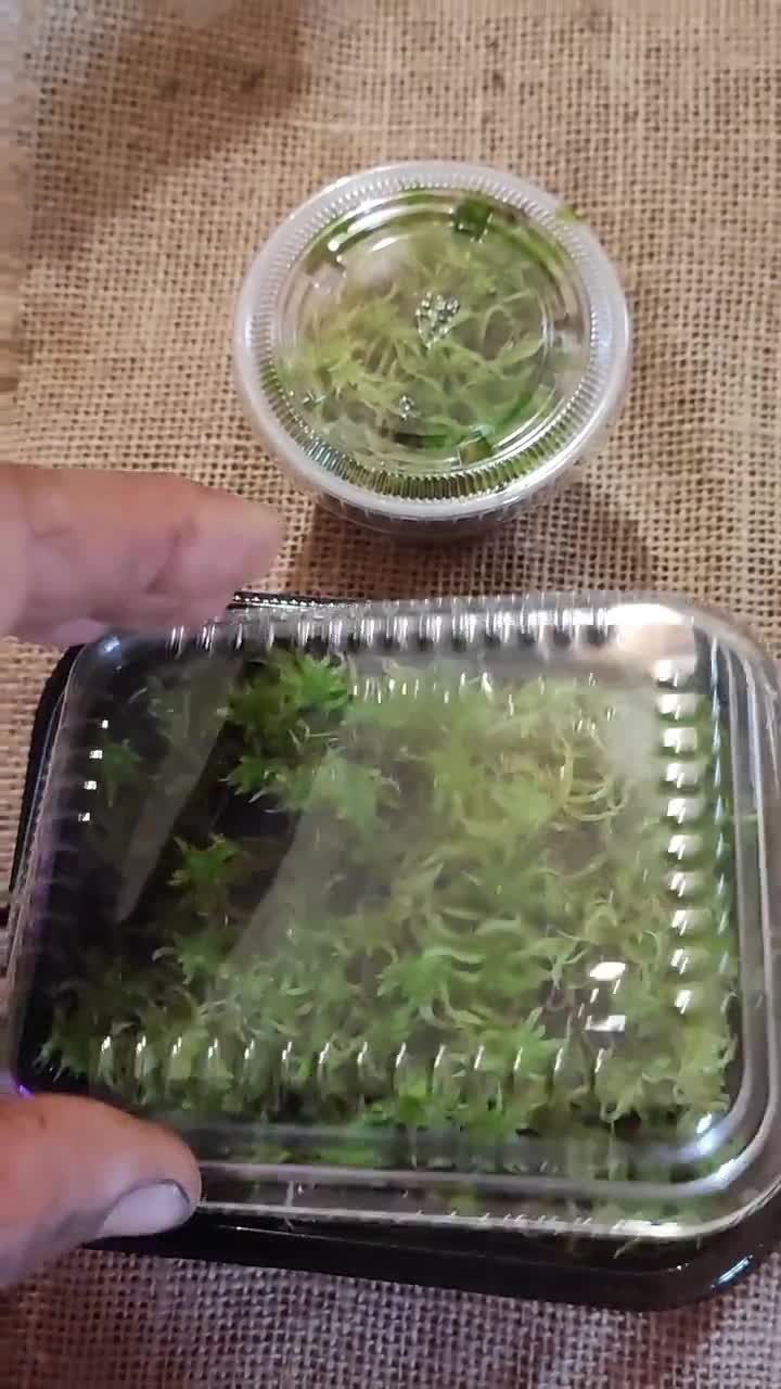 Living Sphagnum flexuosum Terrarium moss, with Phytosanitary