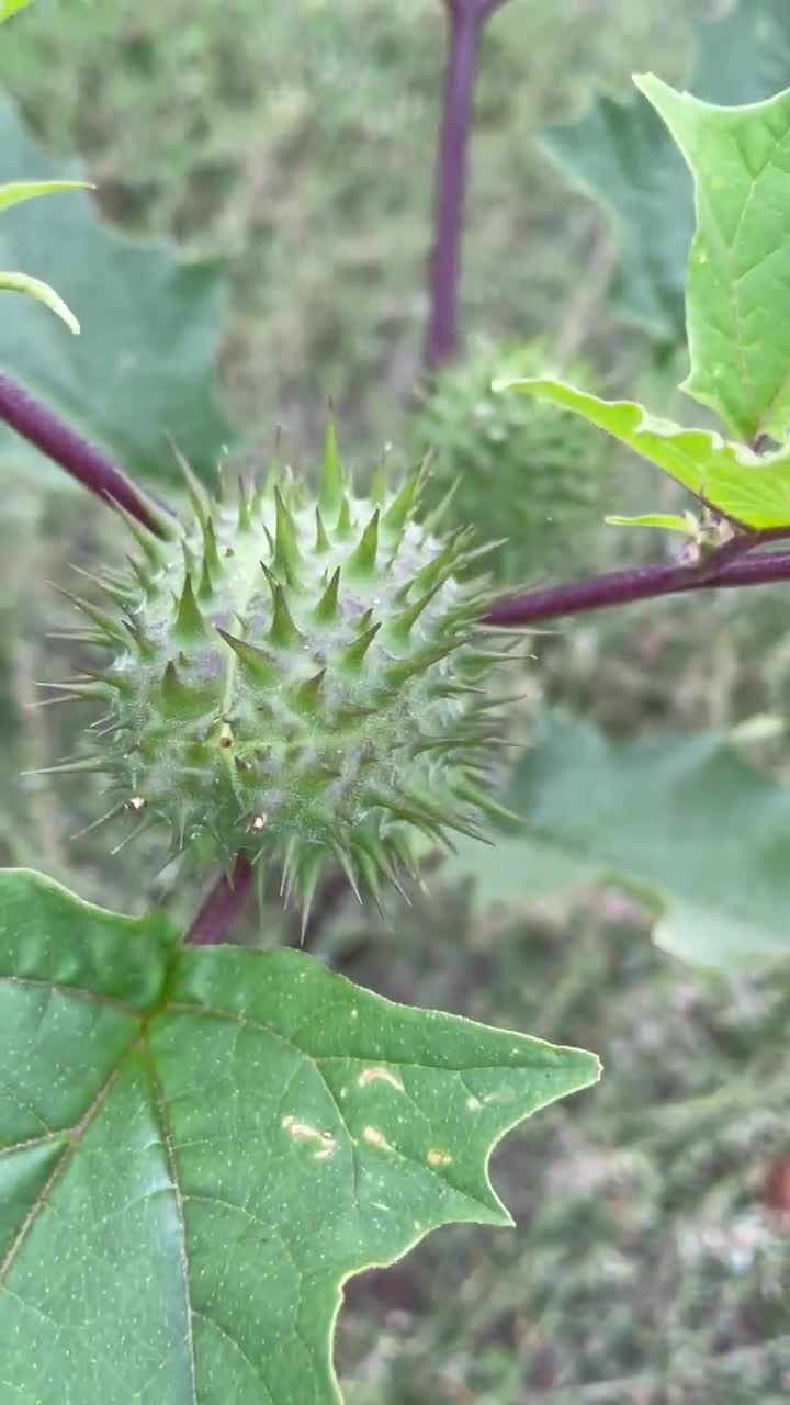 oat seeds for planting Oats Spring Cover Crop 1lb bag
