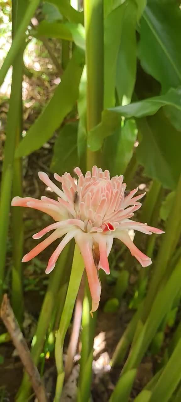 山本トーチジンジャーの生根茎、熱帯の珍しい植物の花 - Etsy 日本