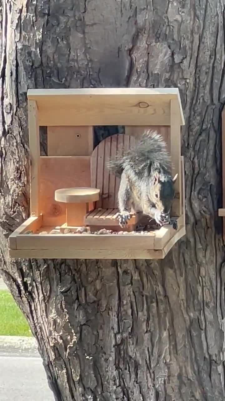 Squirrel/Bird Feeder video poster