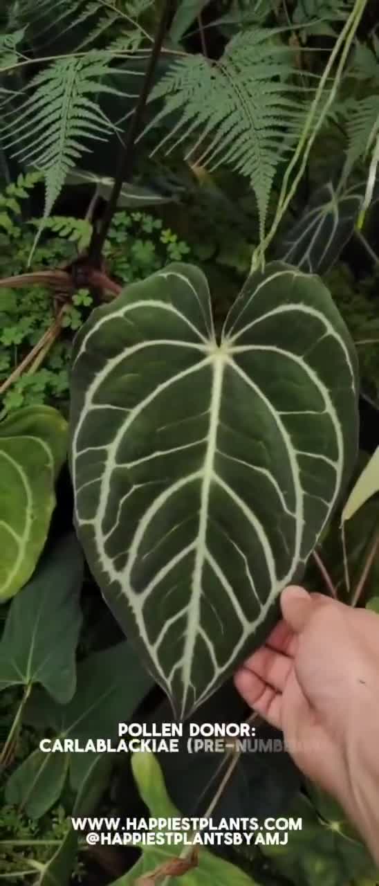 Forgetii DF X Carlablackiae | Rare Anthurium | UK Seller