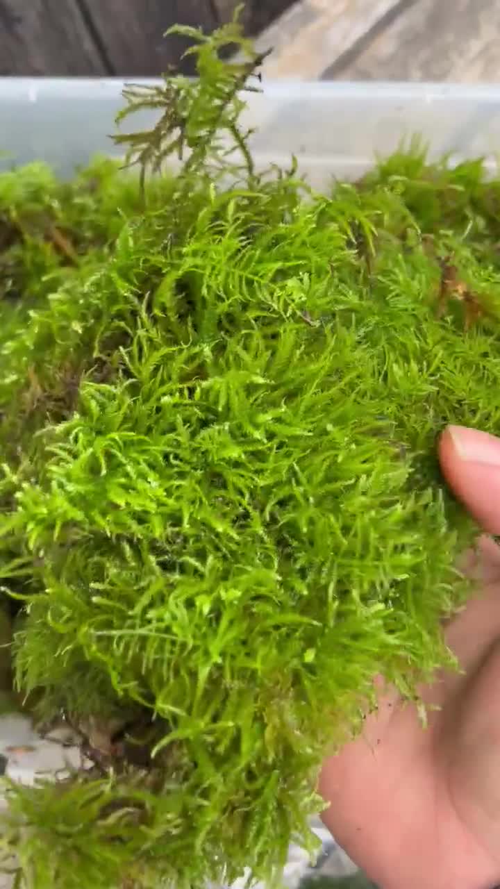 The Happy Seam Camisole Terrarium Moss