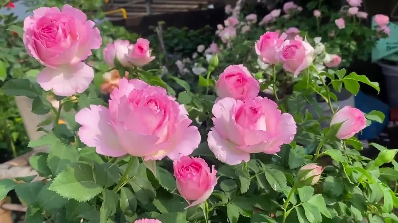 Rose【rien Rose| リアン・ローズ| 絆 】-2 Gal Ownroot Liveplant