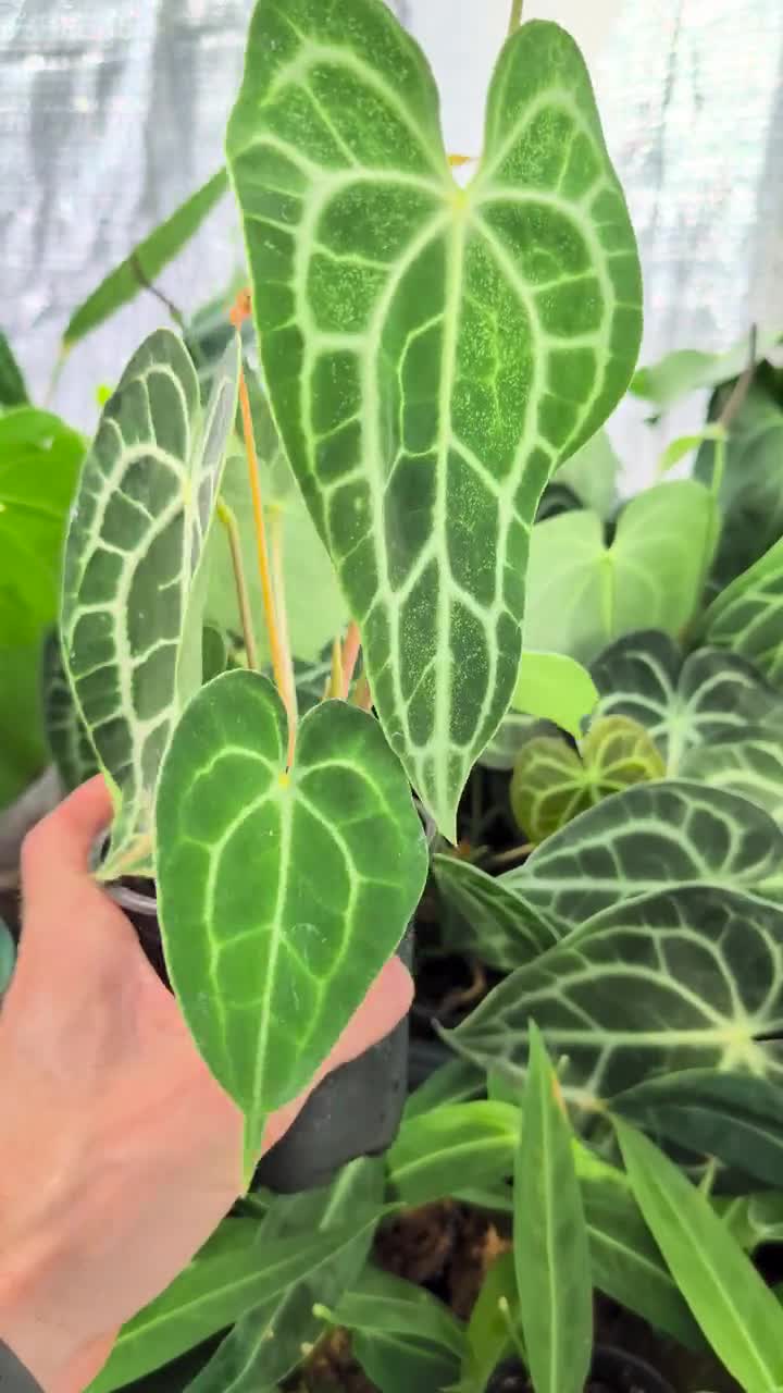 Rare Anthurium Clarinervium Houseplant in 4-inch Pot - Exotic Aroid with  Unique Cardboard Texture