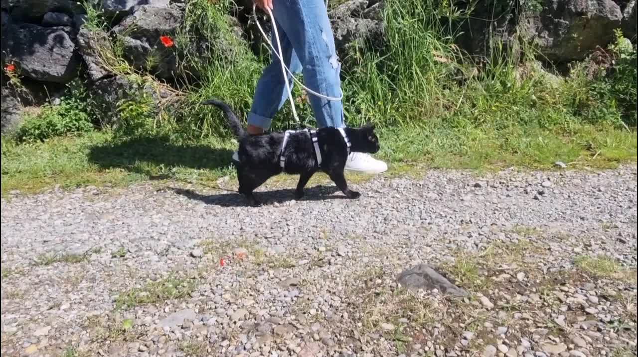 Arnês Para Gatos KOOLTAIL - Conjunto Com Coleira Antifuga Ajustável