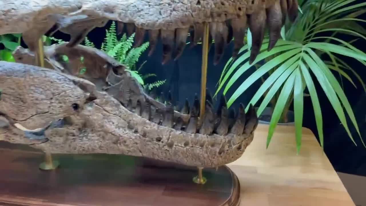 巨大なT-Rexの頭蓋骨のレプリカ：110cm - 43インチの木製台座付き