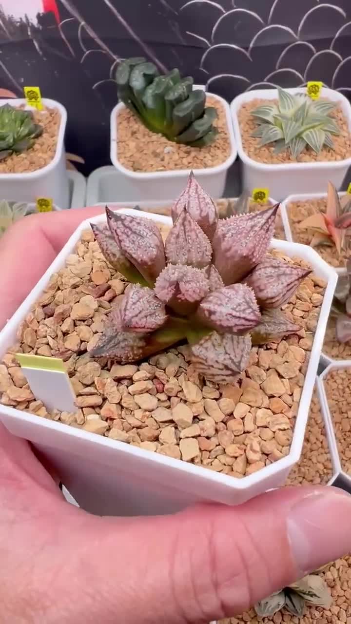 P.actius（1メス、ロシア・クンゲイアラタウ産） Haworthia Princess Kazunomiya Mutant -live Plant-rare Succulent - Etsy
