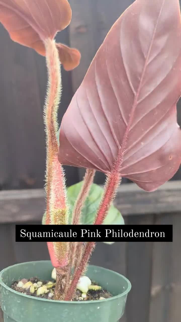 Philodendron squamicaule Pink - Grower's Choice