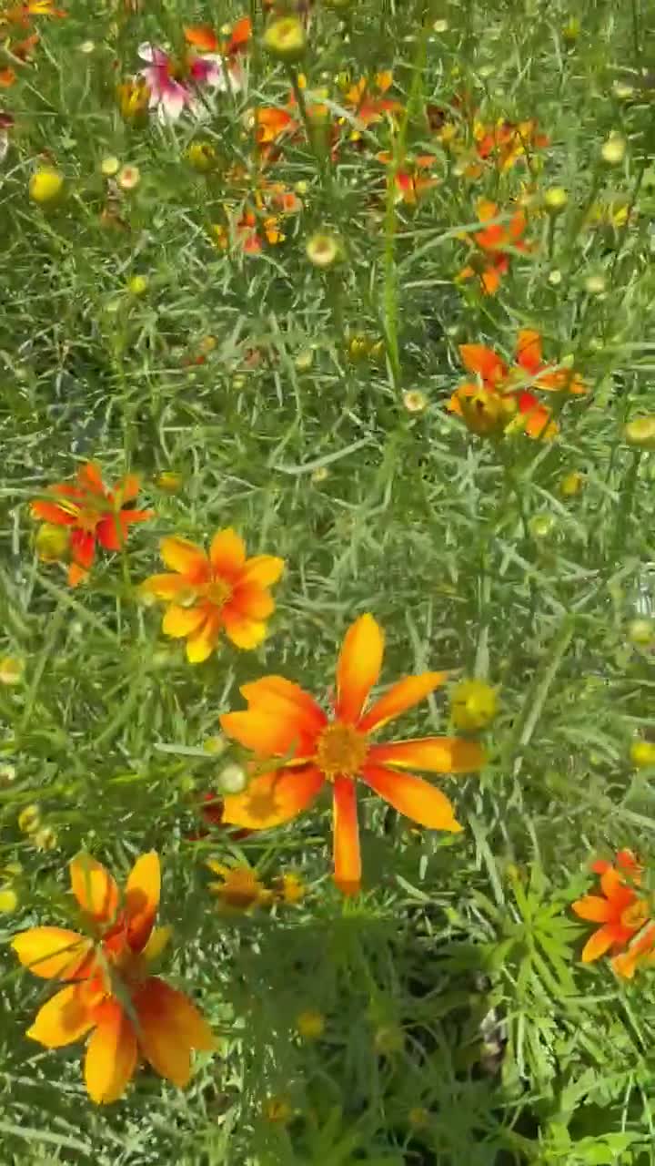 Tickseed 'crazy Cayenne' Fiery Sunset-orange-red Flowers Atop