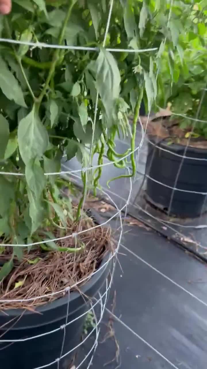 Thunder Mountain Longhorn Pepper Seeds video poster