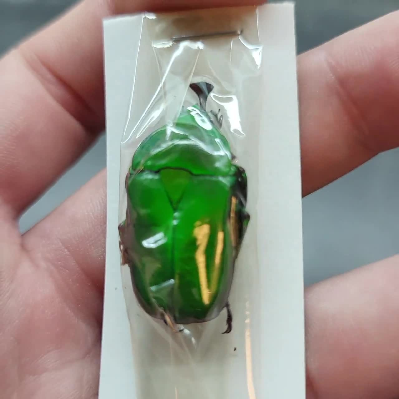 Trigonophorus Rothschildi Chinese Jade Flower Scarab Beetle Green
