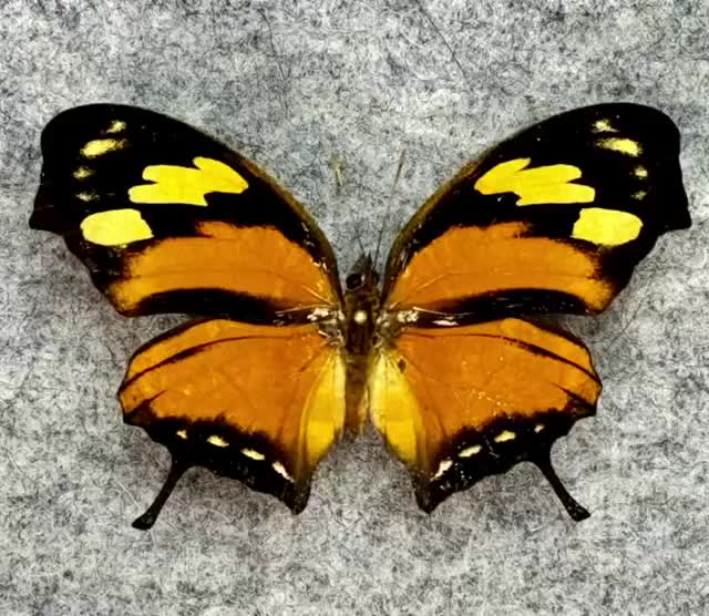 Giant Swordtail Butterfly, Graphium Androcles, UNMOUNTED (wings