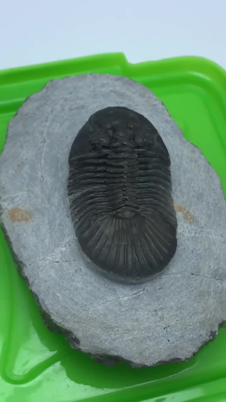 三葉虫 Walliserops trifurcatus の化石、Jbel Gara el Zguilma