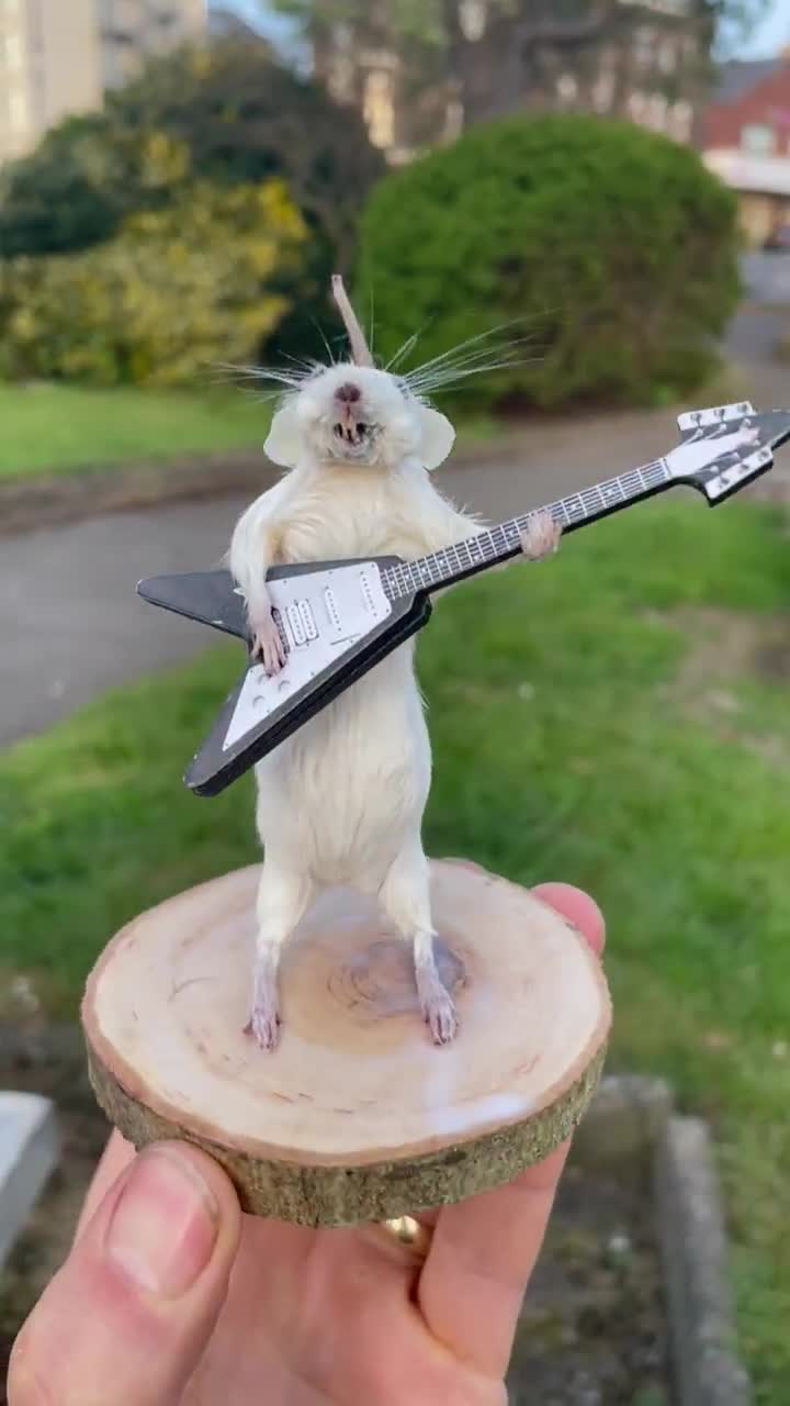Metallica Mouse – Taxidermy Mouse Playing an Electric Guitar - Etsy