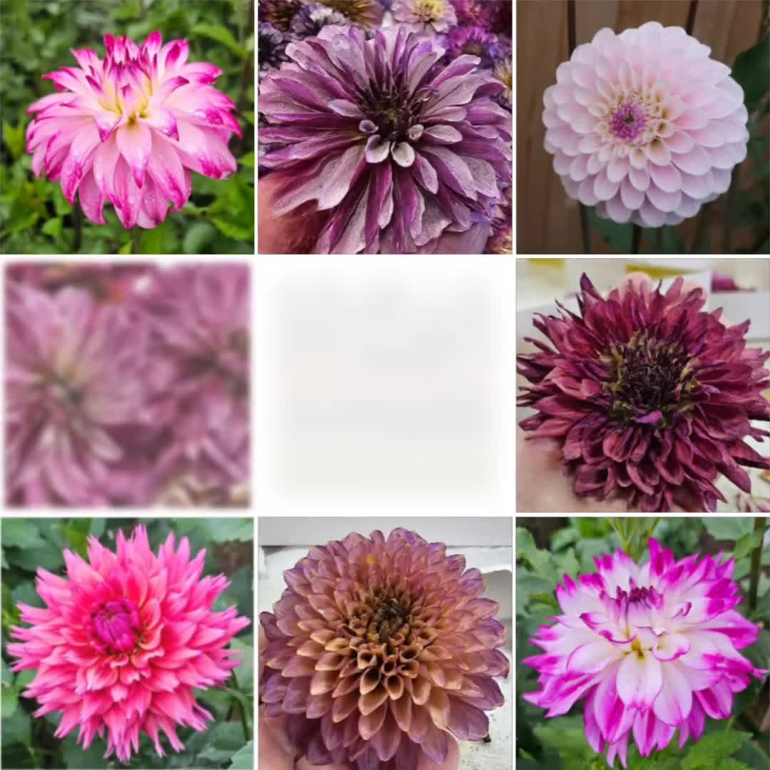 Dried Dahlia Heads - #949- Mixed Colors, Resin Crafts, Wreath