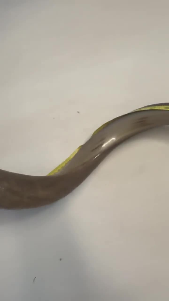Shofar Kudu yemení XXXL 45”-50” (119-130 cm) Nuevo Kosher Semipulido Envío gratis a EE. UU. video poster